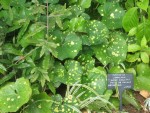 vignette farfugium japonicum aureo maculata