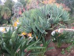 vignette Strelitzia reginae / Aloe plicatilis