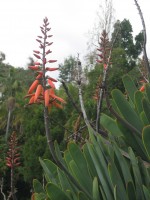 vignette Aloe plicatilis - fleurs
