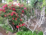 vignette Azale rouge / Magnolia soulangeana