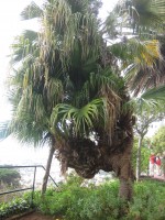 vignette palmier au tronc tourment