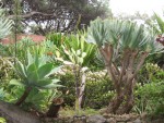 vignette Jardin Botanique de Funchal