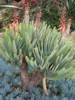 vignette Aloe plicatilis - floraison