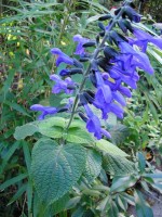 vignette Salvia guaranitica 'black and blue'