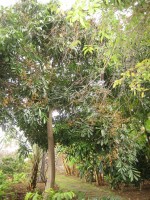 vignette Euphoria longana - Dimocarpus longan - Longane - Longani