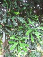 vignette Macadamia ternifolia - Noyer du Queensland