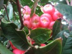 vignette Pomme Rose - Syzygium jambos -  Jambosier - Syzygium jambu