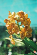 vignette orchidée sauvage