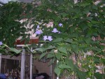 vignette thunbergia grandiflora