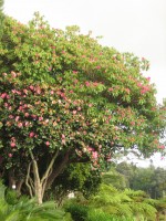 vignette camlia japonica et rhododendron