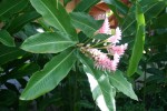 vignette Alpinia purpurata cv.