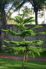 vignette Araucaria heterophylla