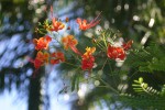 vignette Caesalpinia pulcherrima