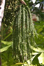 vignette Caryota mitis : fruits en formation