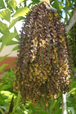 vignette Caryota mitis : fleurs