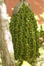 vignette Caryota mitis : fruits verts