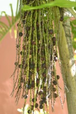 vignette Caryota mitis : fruits mrs