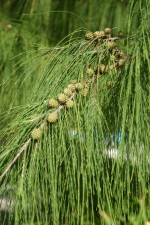 vignette Casuarina equisetifolia