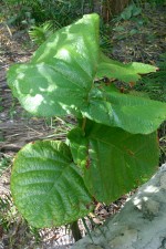 vignette Coccoloba rugosa