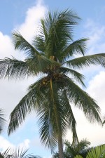 vignette Cocos nucifera