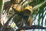 vignette Cocos nucifera : fruits