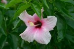 vignette Hibiscus rosa-sinensis cv.