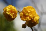 vignette Cochlospermum vitifolium 'Floreplenum'