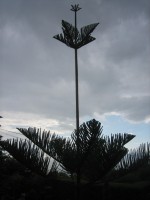 vignette Araucaria heterophylla, silhouette