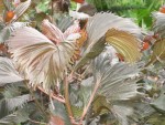 vignette Acalypha wilkesiana 'Mooreana'