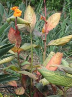 vignette Canna  feuillage stri