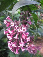 vignette Cestrum purpureum