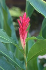 vignette Alpinia purpurata