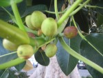 vignette Ficus macrophylla, fruits