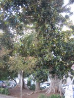 vignette Ficus macrophylla