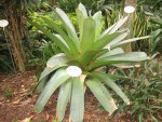 vignette Alcantarea imperialis