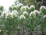 vignette Echium giganteum (blanc)