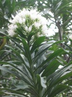vignette Echium giganteum (blanc)