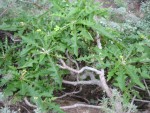 vignette Sonchus fruticosus, laiteron arborescent