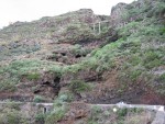 vignette Tenerife : route de Santa Cruz  La Orotava