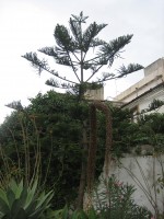 vignette araucaria heterophylla et agave attenuata