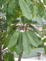 vignette Schefflera actinophylla, syn. Brassaa actinophylla