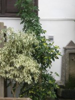 vignette Ficus benjamina variegata et Schefflera variegata