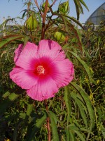 vignette hibiscus La ville rose (hibiscus coccineus x moscheutos indian pink)