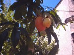 vignette Passiflora coerula