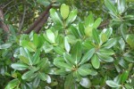 vignette Calophyllum brasiliense