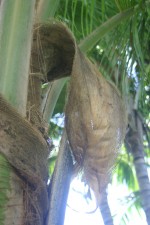 vignette Fibre ptiolaire sur cocotier