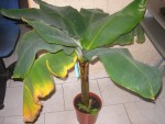 vignette bananier/ Musa acuminata 'Dwarf Cavendish'