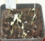 vignette Fortunella japonica 'Variegata' jeune semis