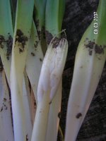 vignette dtail bulbe jacinthe sauvage (Hiacinthoides non scripta)n2
