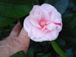 vignette Camellia japonica 'Zoraide Vanzi'